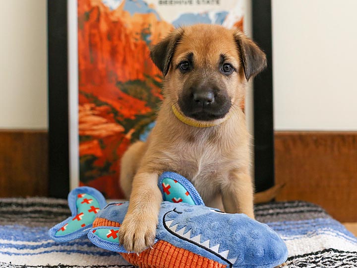 chinook puppy
